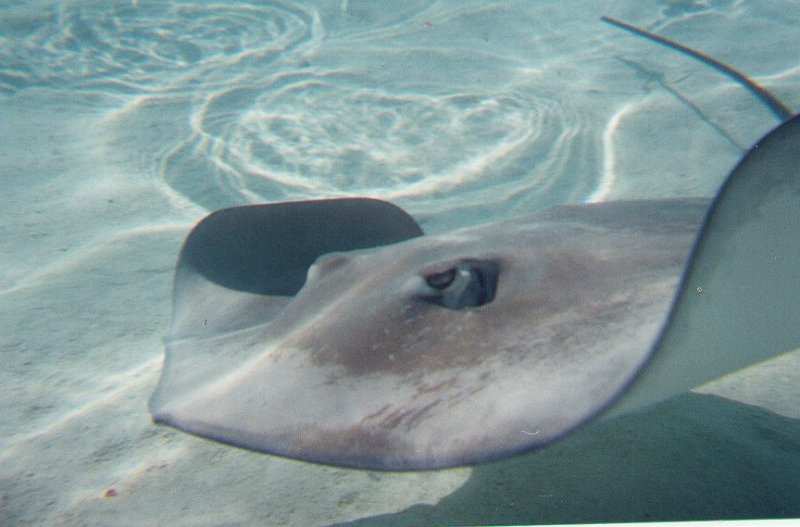 mantaray