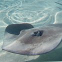 mantaray