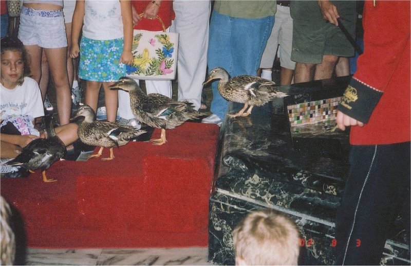 memphis peabody ducks