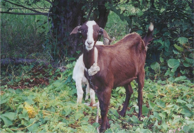 nevis goats