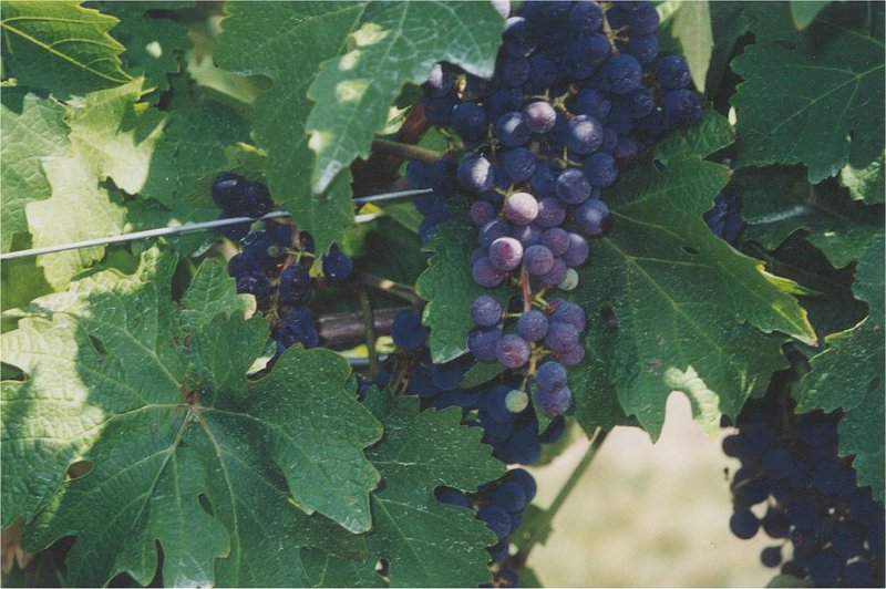 niagara grapes1