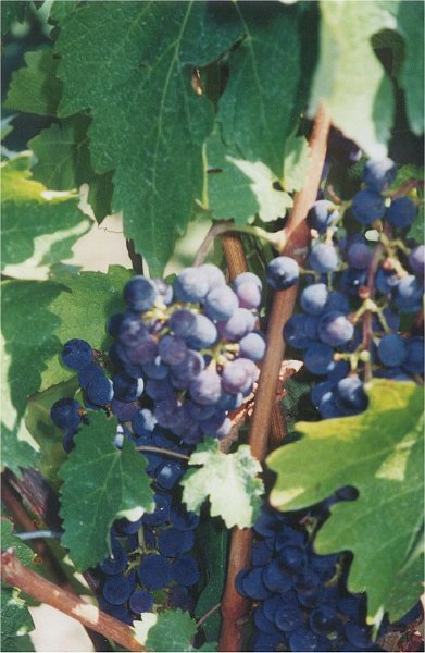 niagara grapes3