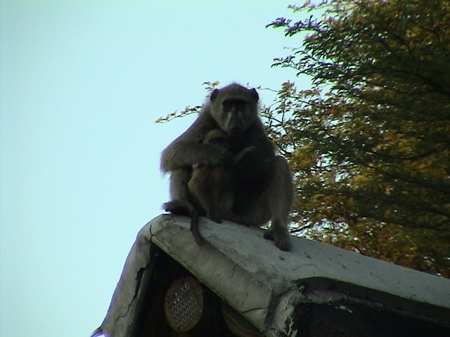 botswana babboon d