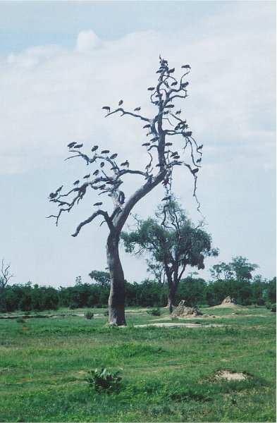 botswana birds tree