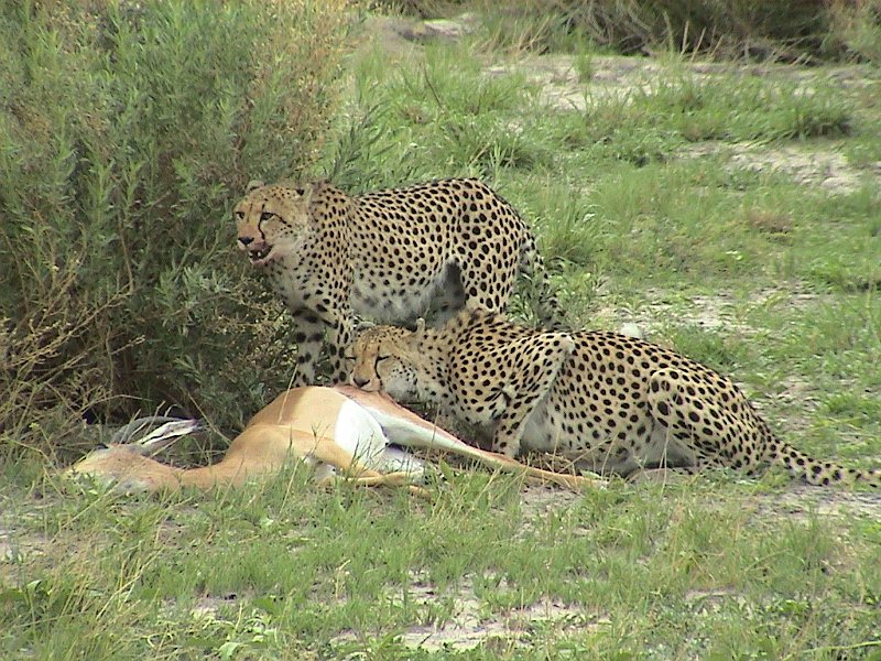 botswana cheeta kill1 d