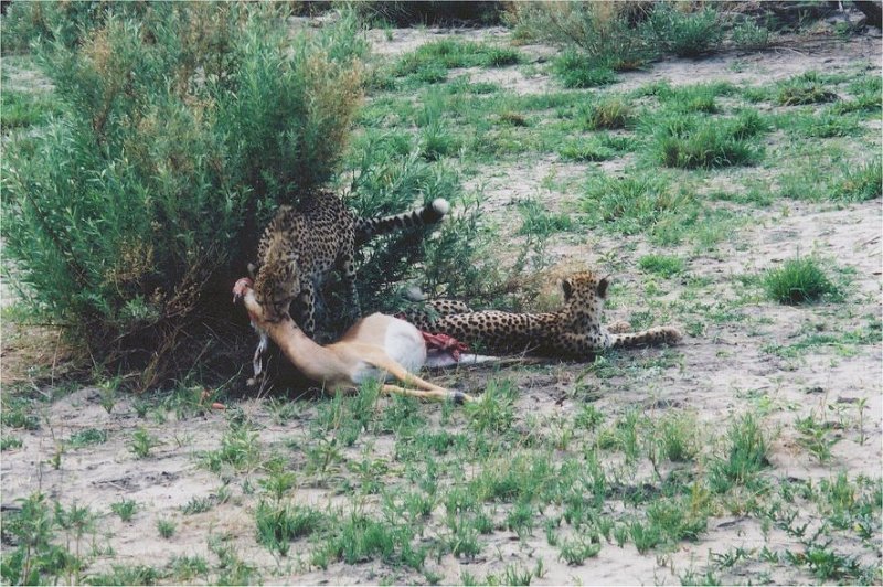 botswana cheetah kill2