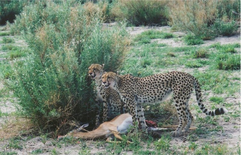 botswana cheetah kill3