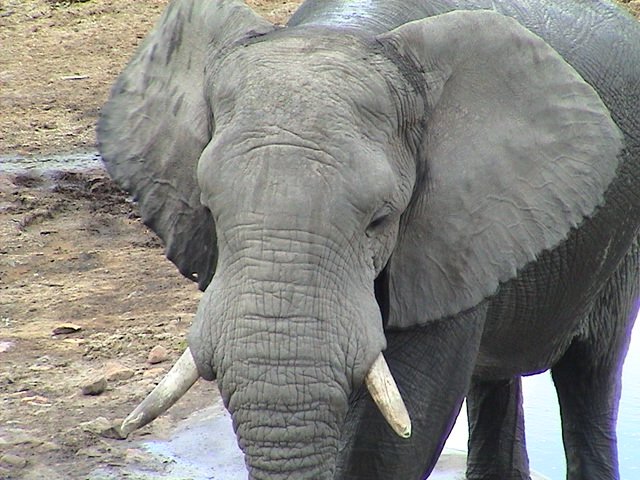 botswana elephant2 d
