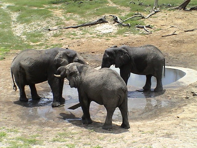 botswana elephant3 d