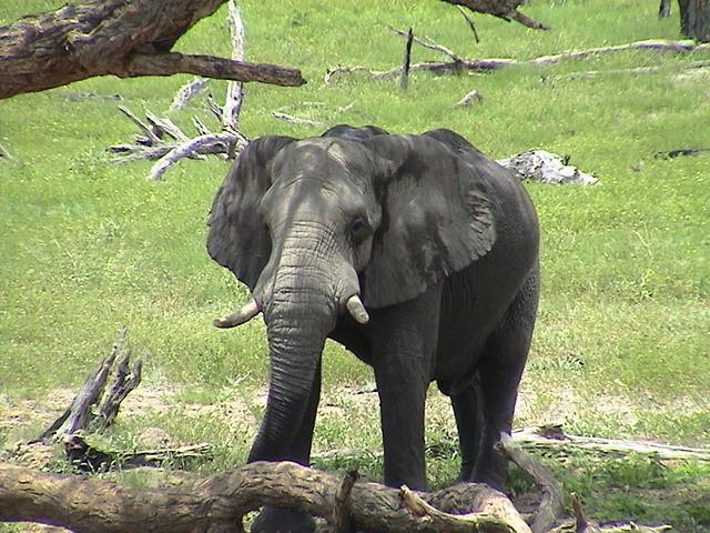 botswana elephant d
