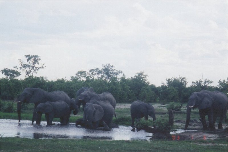 botswana elephants waterhole1