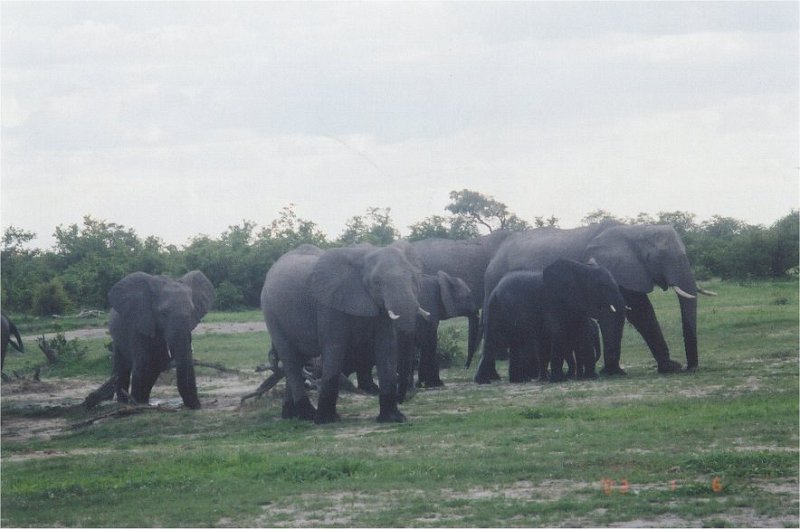 botswana elephants waterhole2