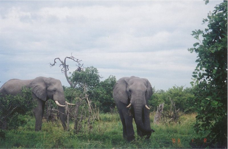 botswana elephants waterhole3