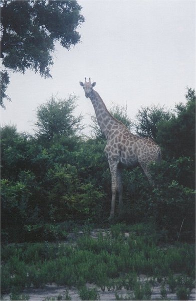 botswana giraffe