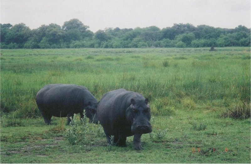 botswana hippo angry