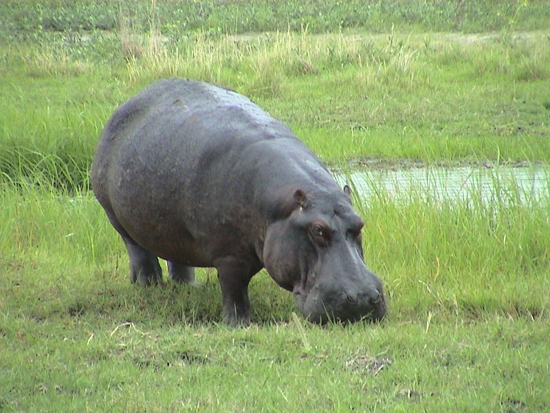 botswana hippo d