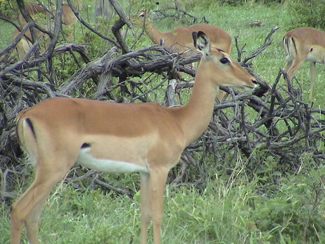 botswana impala d