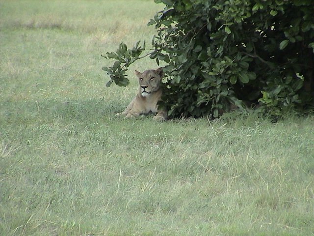 botswana lion2 d