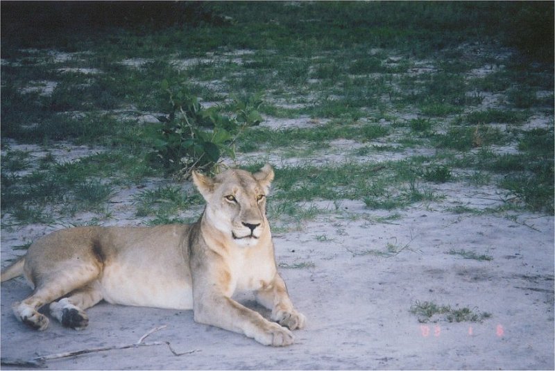 botswana lion close sitting
