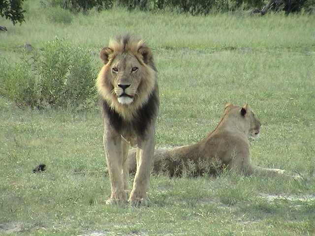 botswana lion d