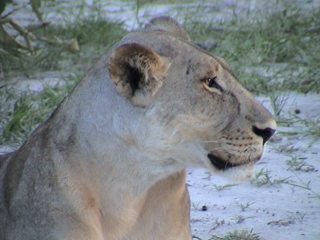 botswana lioness d
