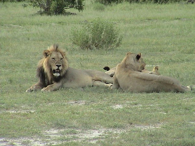 botswana lions d