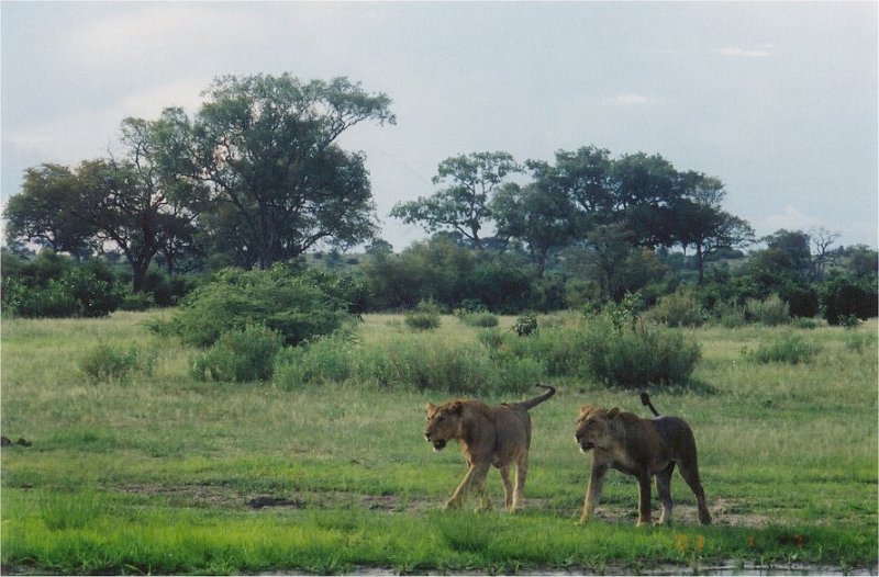 botswana lions walking