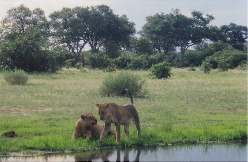 botswana lions waterhole1