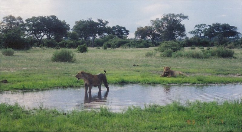 botswana lions waterhole2