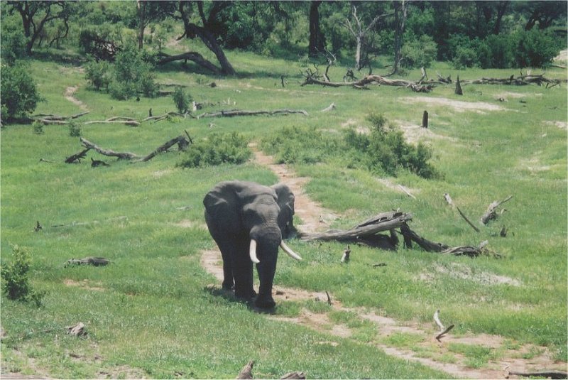 botswana savute elephant
