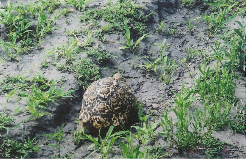 botswana turtle