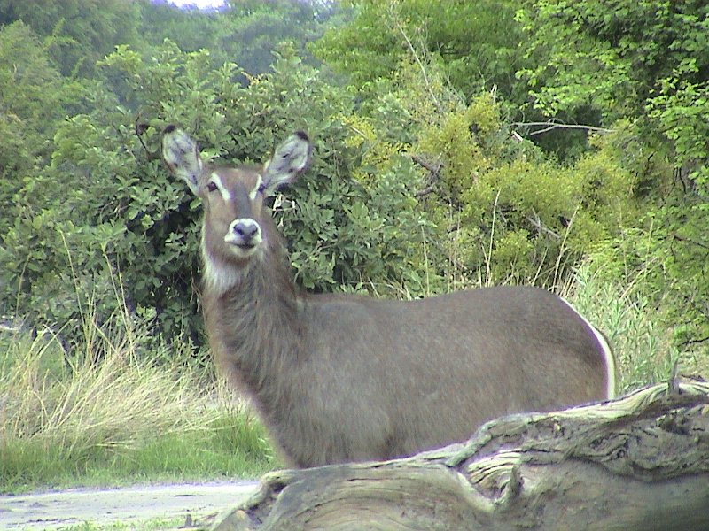 botswana waterbuck d