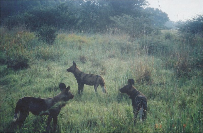 botswana wild dogs