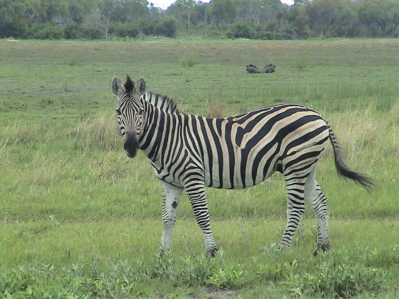 botswana zebra d