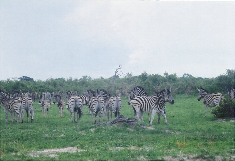 botswana zebra herd