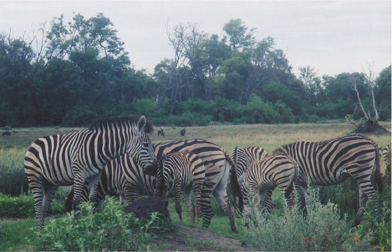 botswana zebra herd2