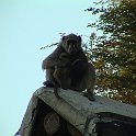 botswana babboon d