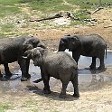 botswana elephant3 d