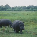 botswana hippo angry