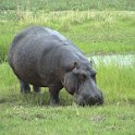 botswana hippo d