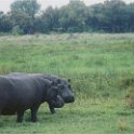 botswana hippo friendly