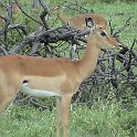 botswana impala d