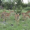 botswana impala herd d