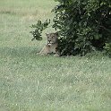 botswana lion2 d