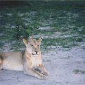 botswana lion close sitting