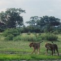 botswana lions walking