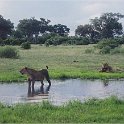 botswana lions waterhole2