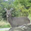 botswana waterbuck d
