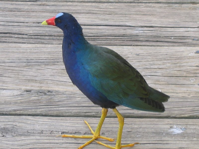 florida 0011