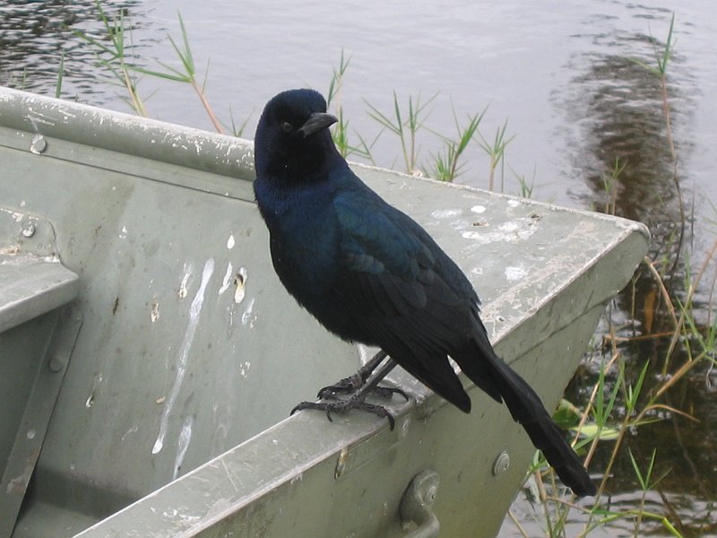 florida 0012